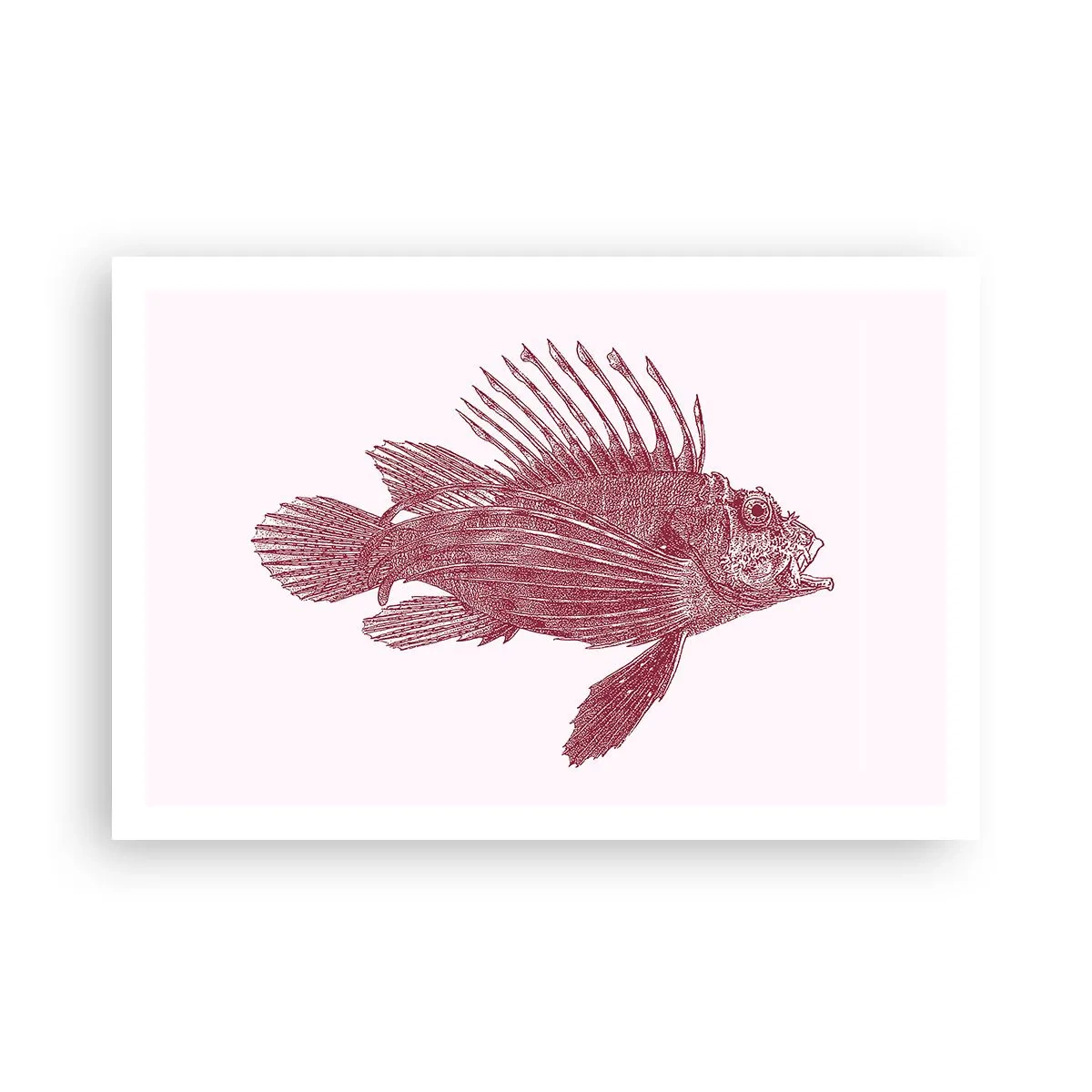 Plakát - Obyvatelka exotických vod - 91x61 cm