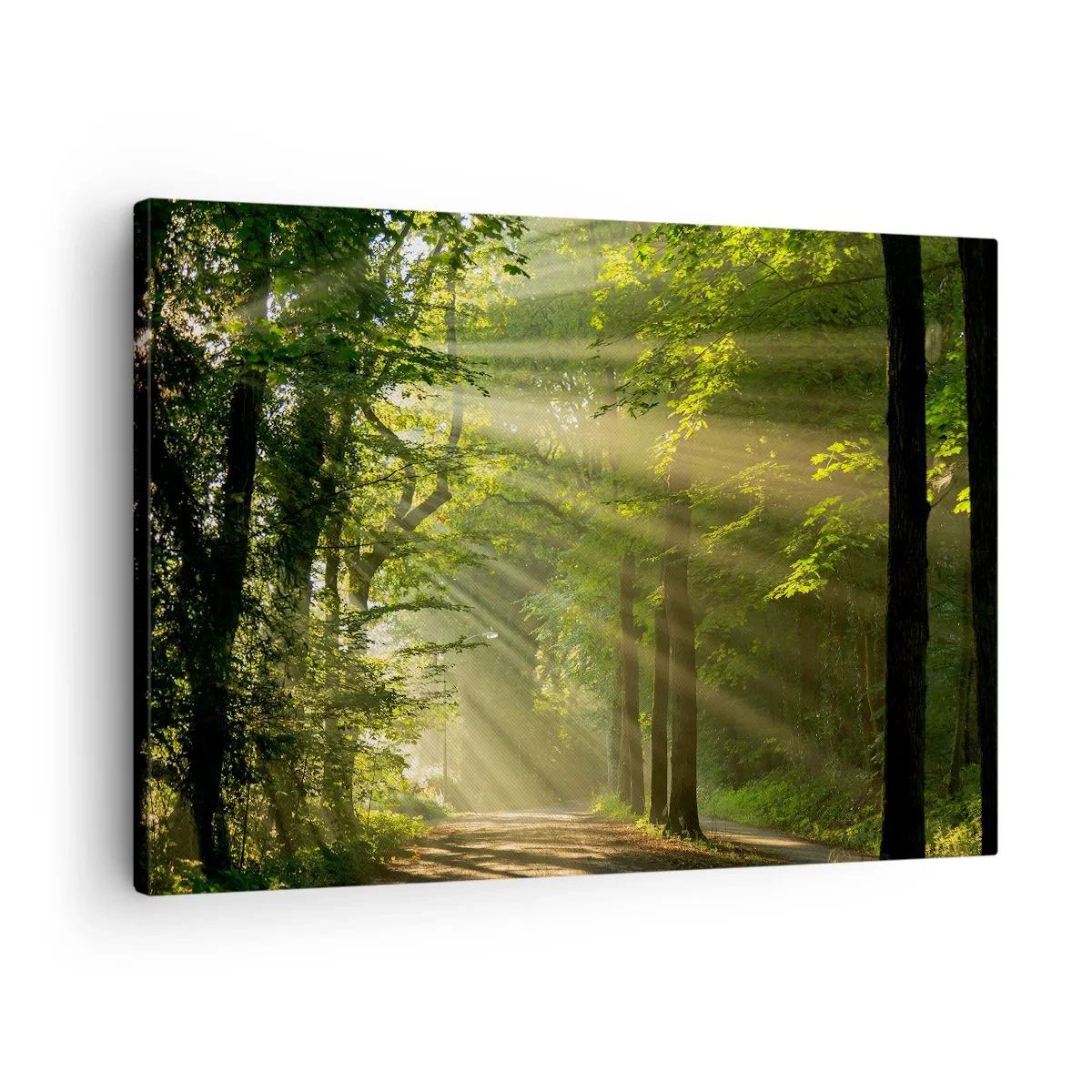 Obraz na plátně - Lesní cesta se slunečními paprsky prosvítajícími skrz stromy - 70x50cm - Lesní okamžik - Moderní nástěnná dekorace do obývacího pokoje a ložnice ARTTOR