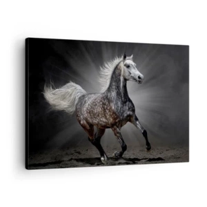 Obraz na plátně - Bílý kůň cválající na tmavém pozadí - 70x50cm - Šedé je krásné - Moderní nástěnná dekorace do obývacího pokoje a ložnice ARTTOR