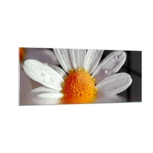 Obraz na skle - Vycházející slunce sedmikrásky - 100x40 cm