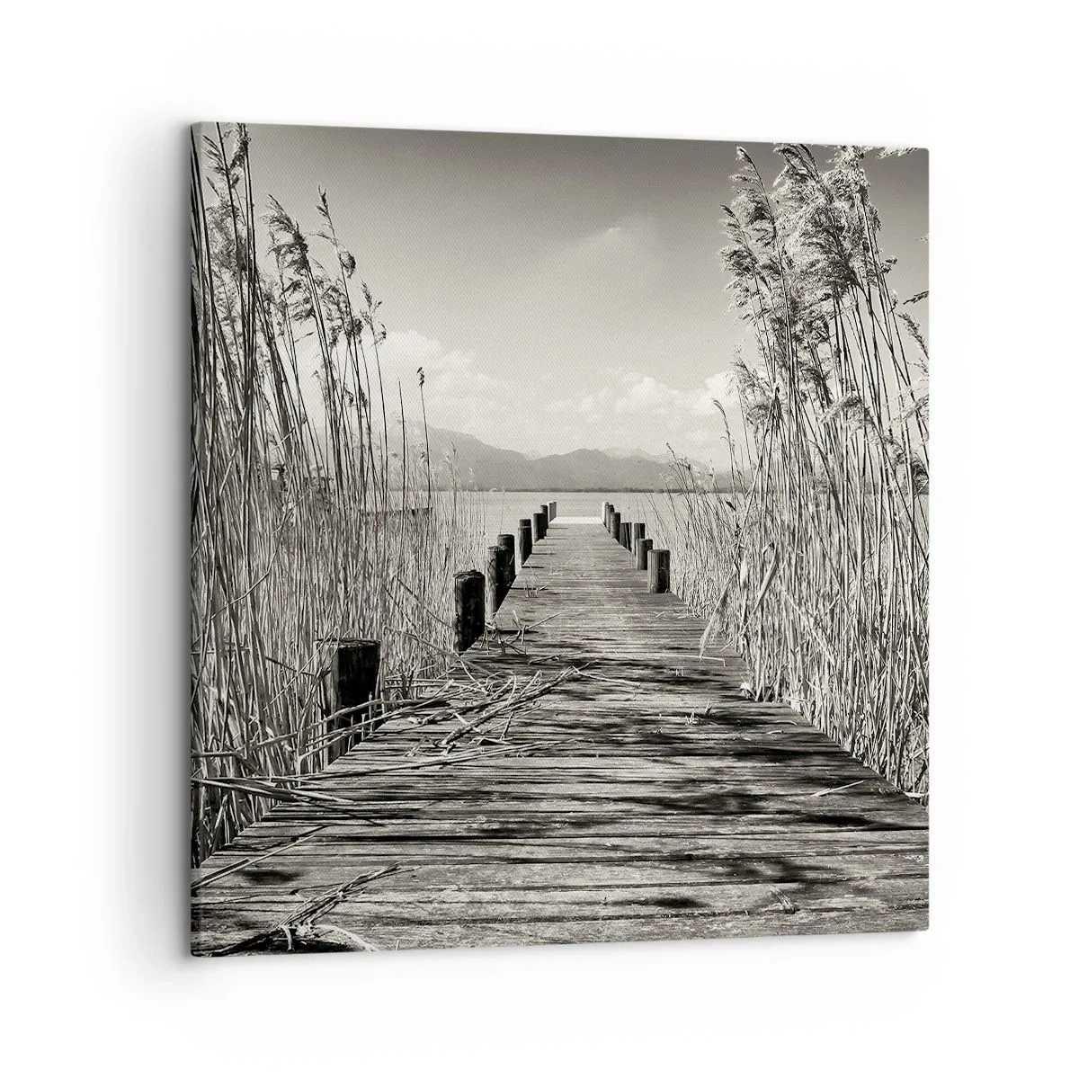 Obraz na plátně - V ústraní travin - 50x50 cm