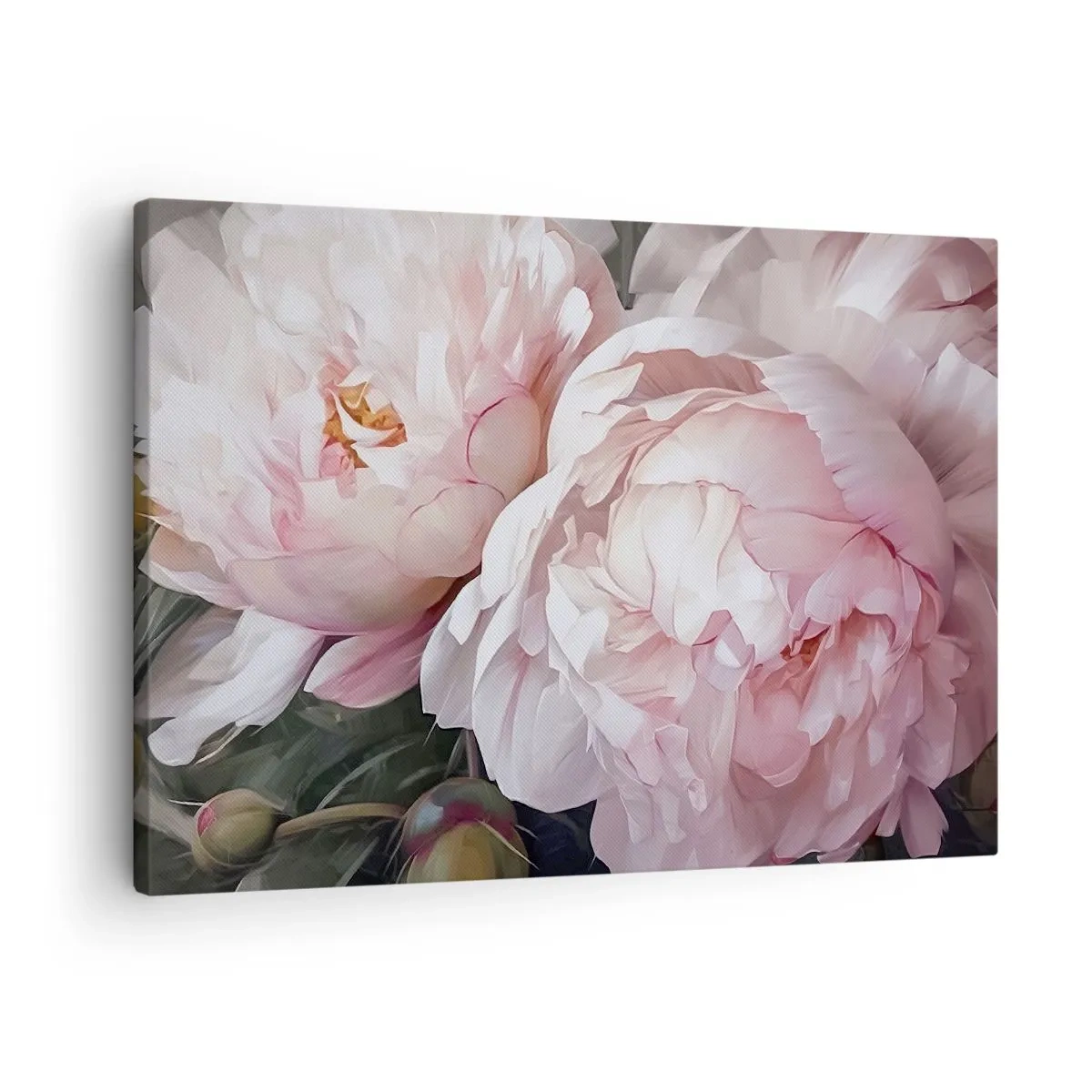 Obraz na plátně - Křehké růžové pivoňky v plném květu - 70x50cm - Uchytnuté v rozkvětu - Moderní nástěnná dekorace do obývacího pokoje a ložnice ARTTOR