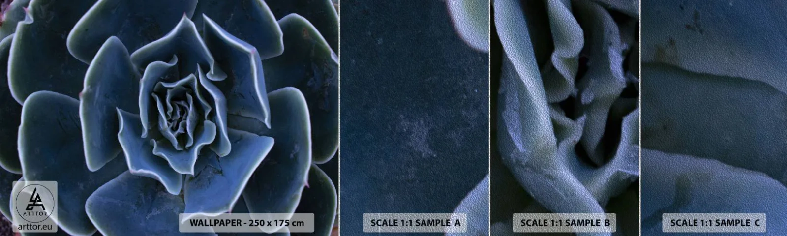 Vzor Fototapety Premium Sand - Pouštní květ - Květ agáve, Květ, Příroda - 100x30 cm