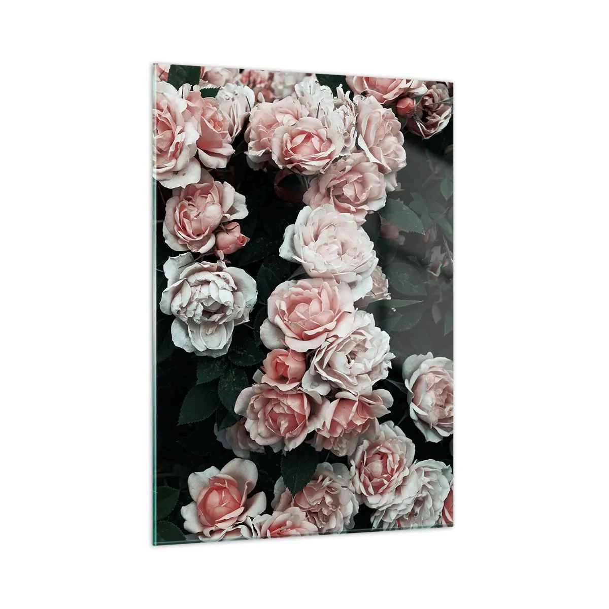 Obraz na skle - Růžový ansámbl - 50x70 cm