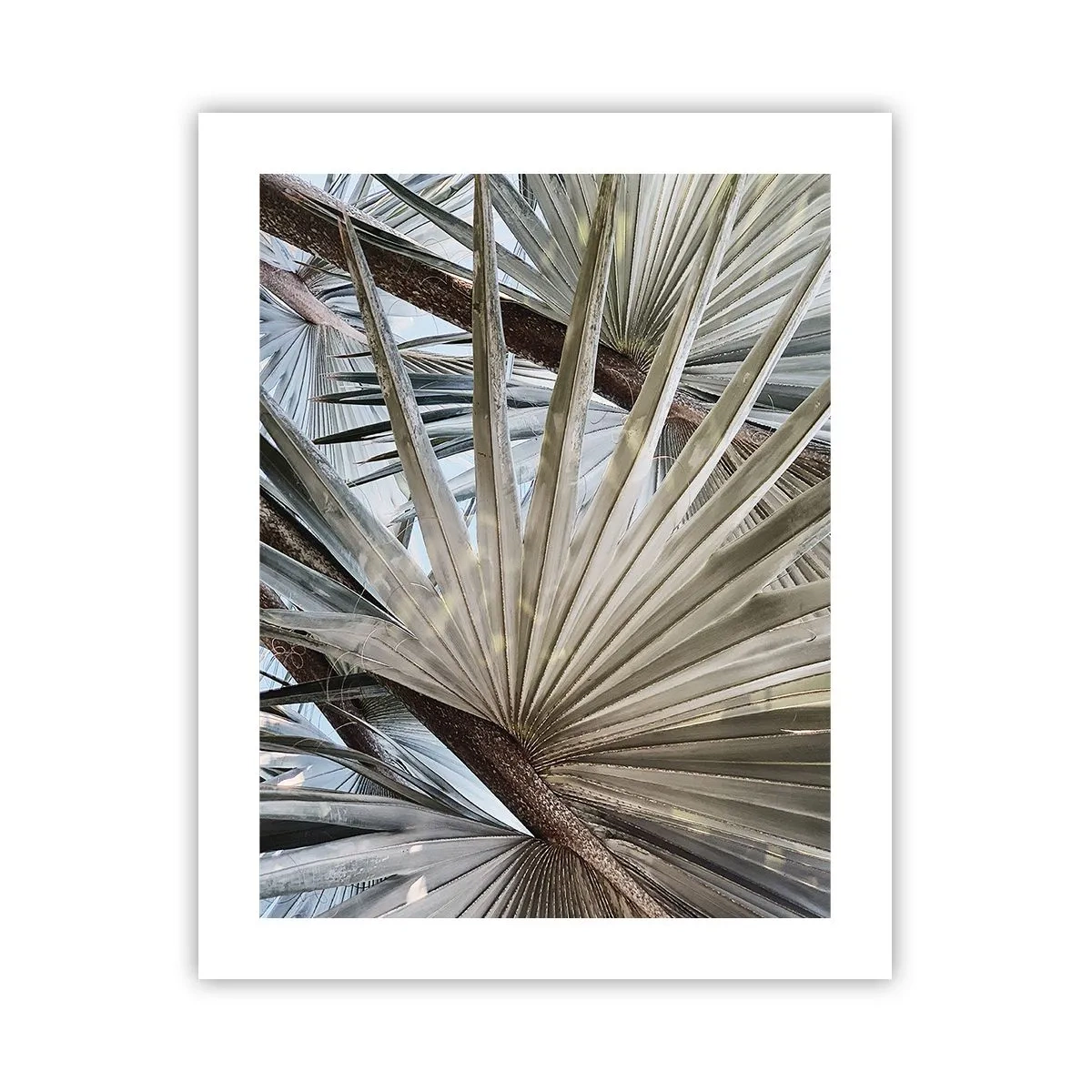 Plakát - Vějíře v tropech - 40x50 cm