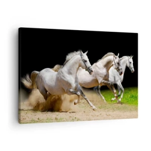 Obraz na plátně - Tři bílí koně cválající po písku a trávě - 70x50cm - Tři Grácie - Moderní nástěnná dekorace do obývacího pokoje a ložnice ARTTOR