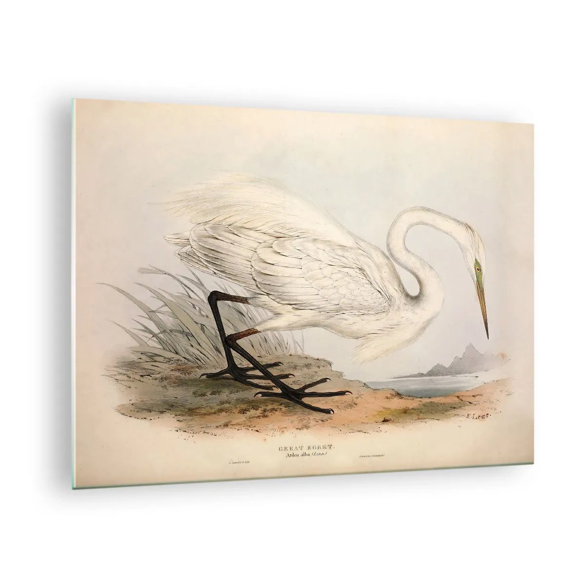Obraz na skle - Vintage ilustrace bílé volavky na břehu - 70x50cm - Paní rákosin - Moderní nástěnná dekorace do obývacího pokoje a ložnice ARTTOR