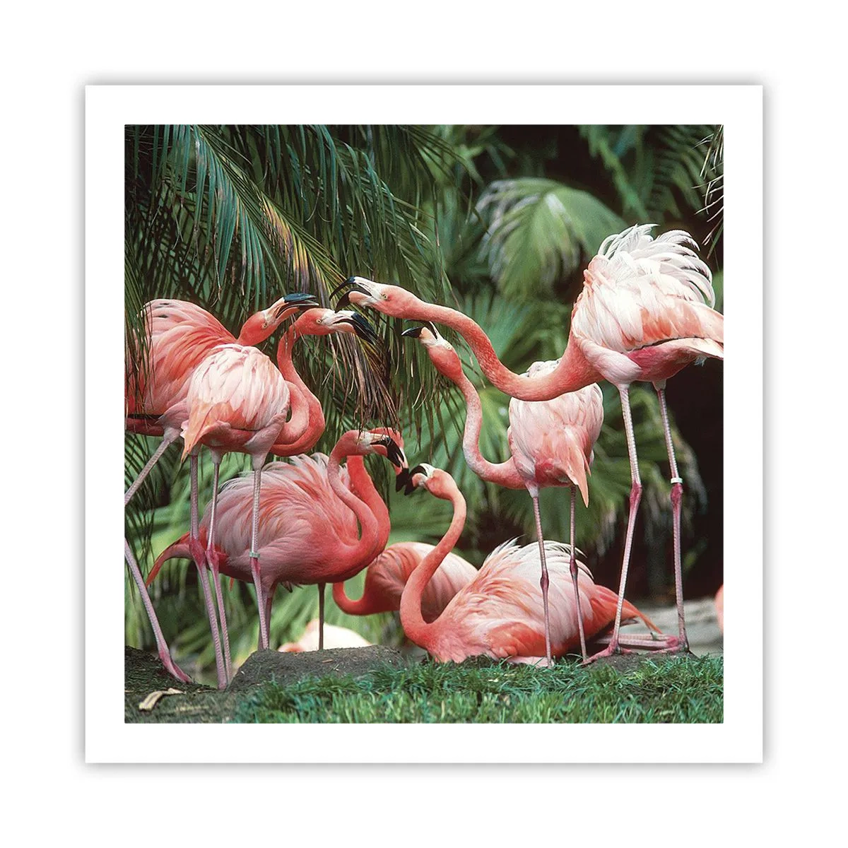 Plakát - Odpolední drby - 60x60 cm