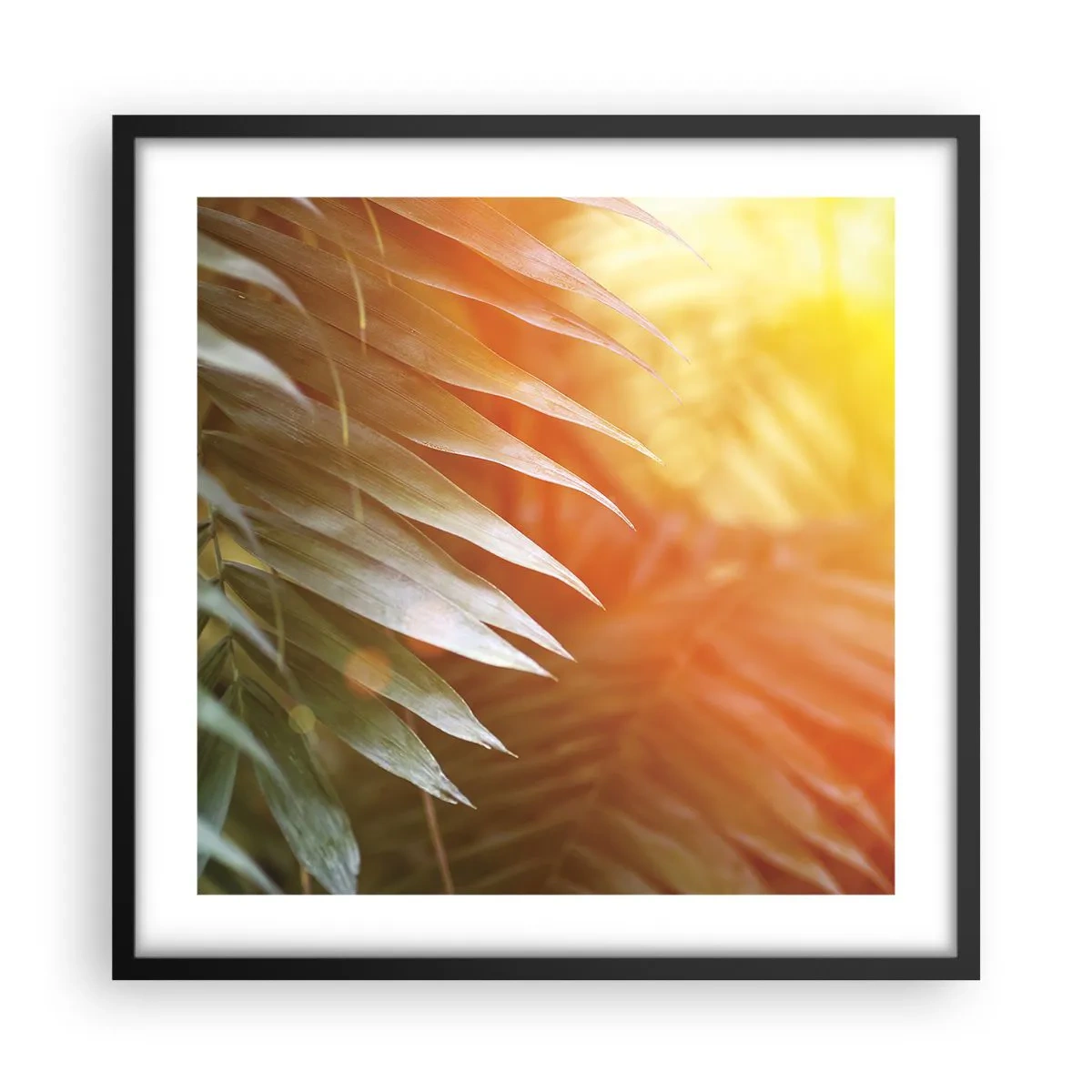 Plakát v černém rámu - Ráno v džungli - 50x50 cm