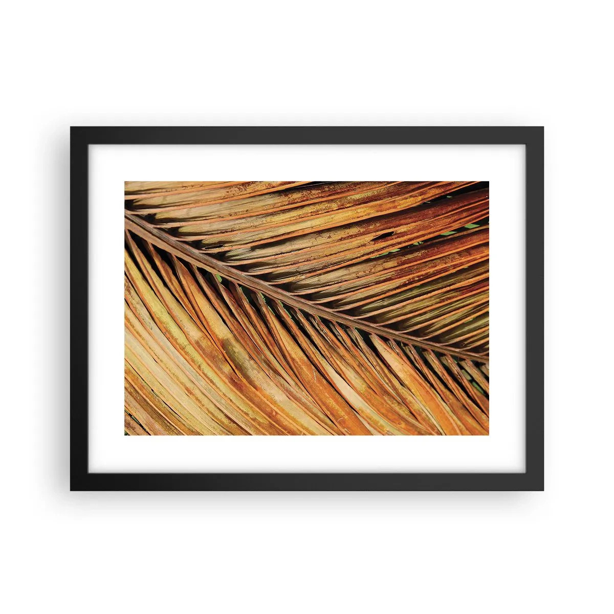 Plakát v černém rámu - Kokosové zlato - 40x30 cm