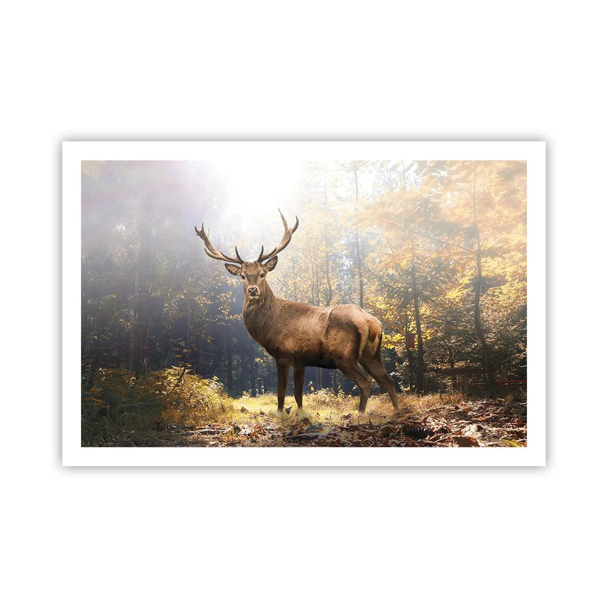 Plakát - Plné důstojnosti - 91x61 cm