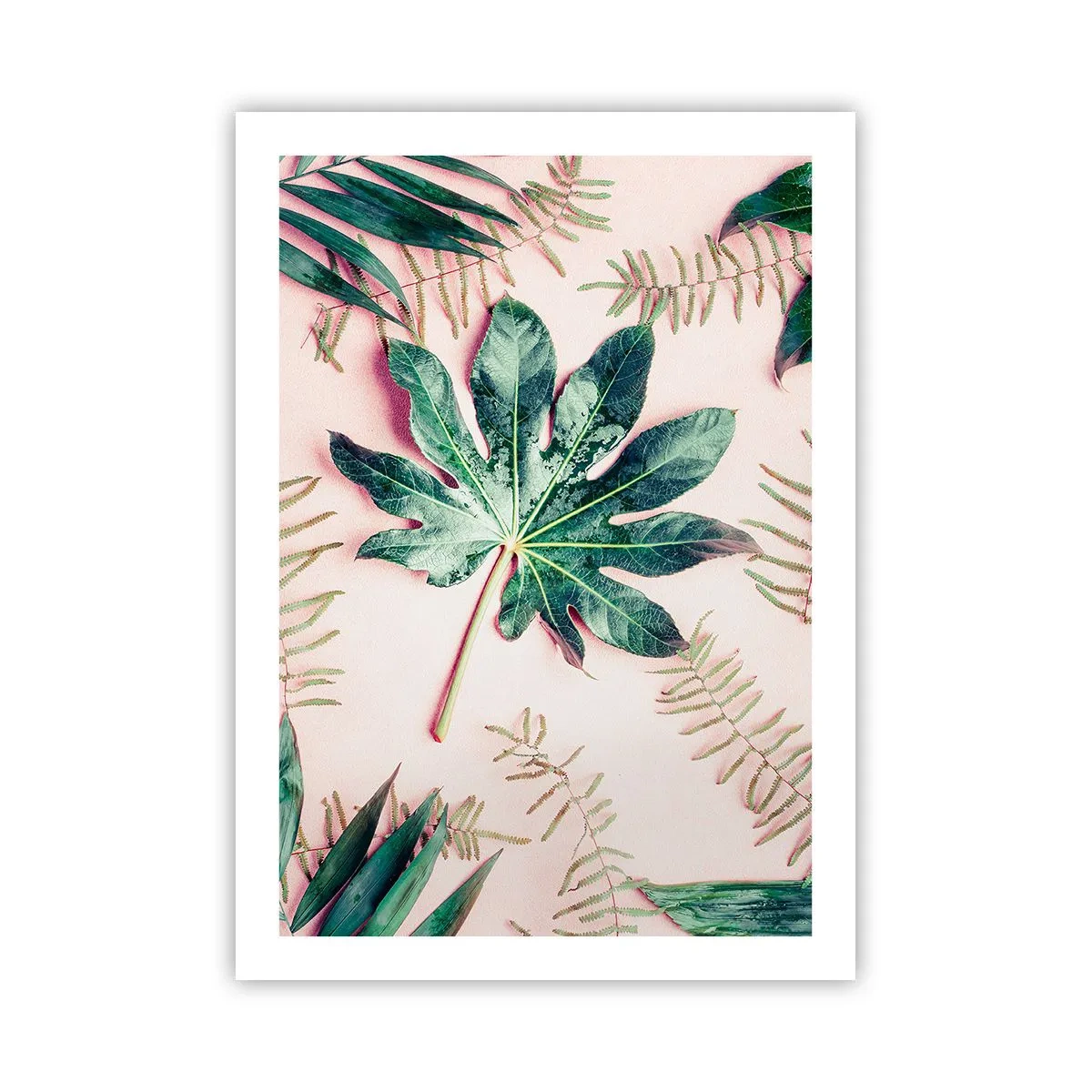 Plakát - Studie zelené na růžovém pozadí - 50x70 cm