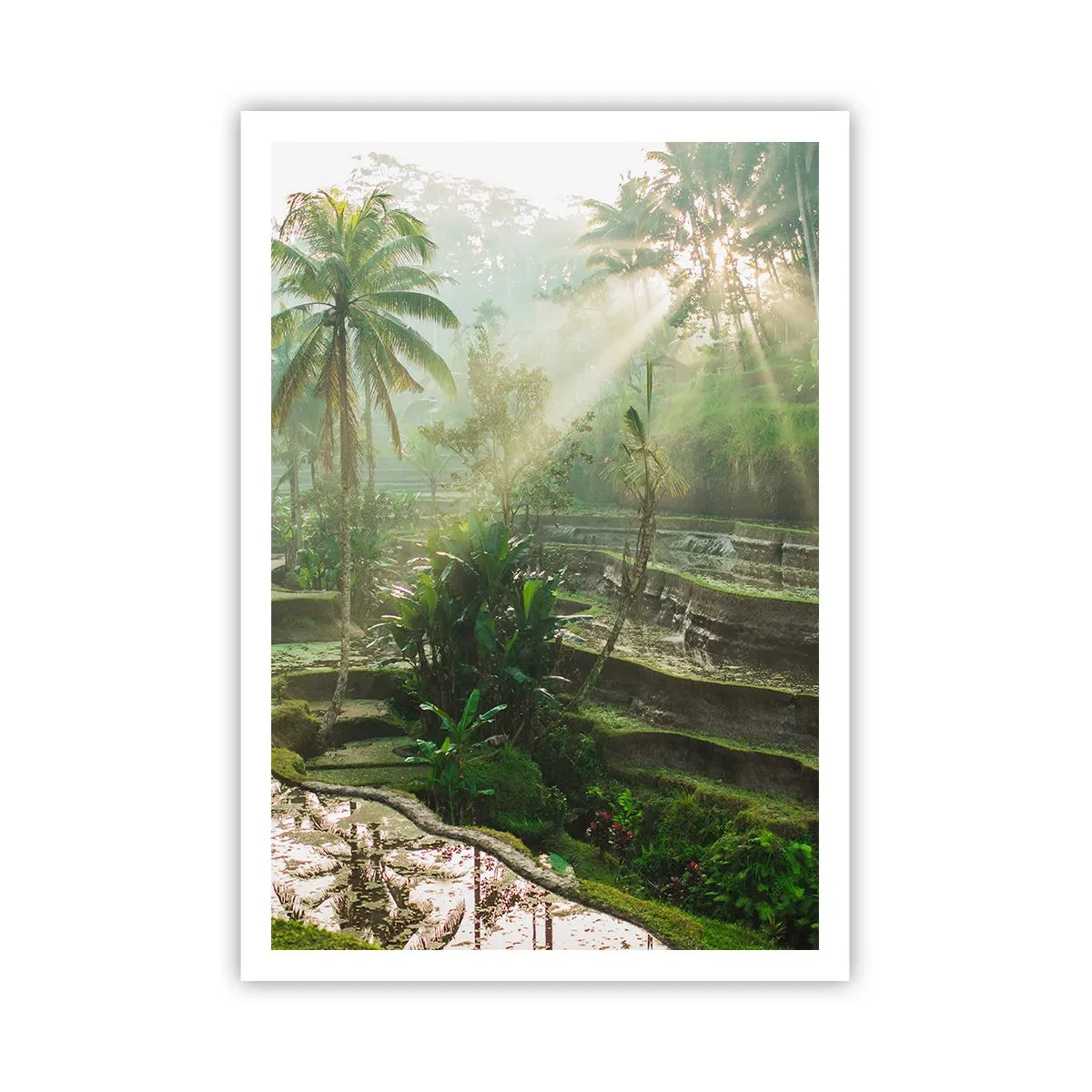 Plakát - Vyrůstát na slunci - 70x100 cm