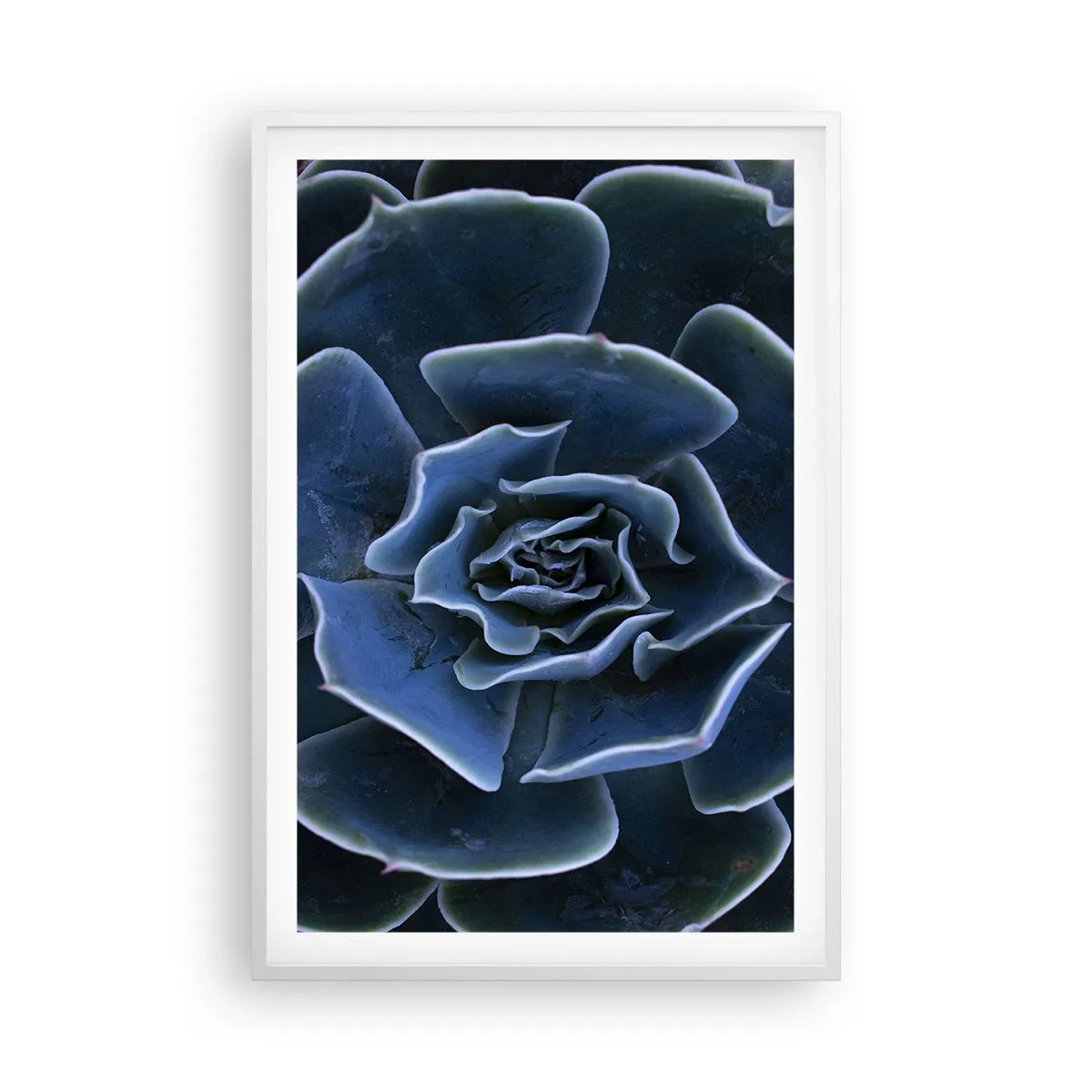 Plakát v bílém rámu - Pouštní květ - 61x91 cm