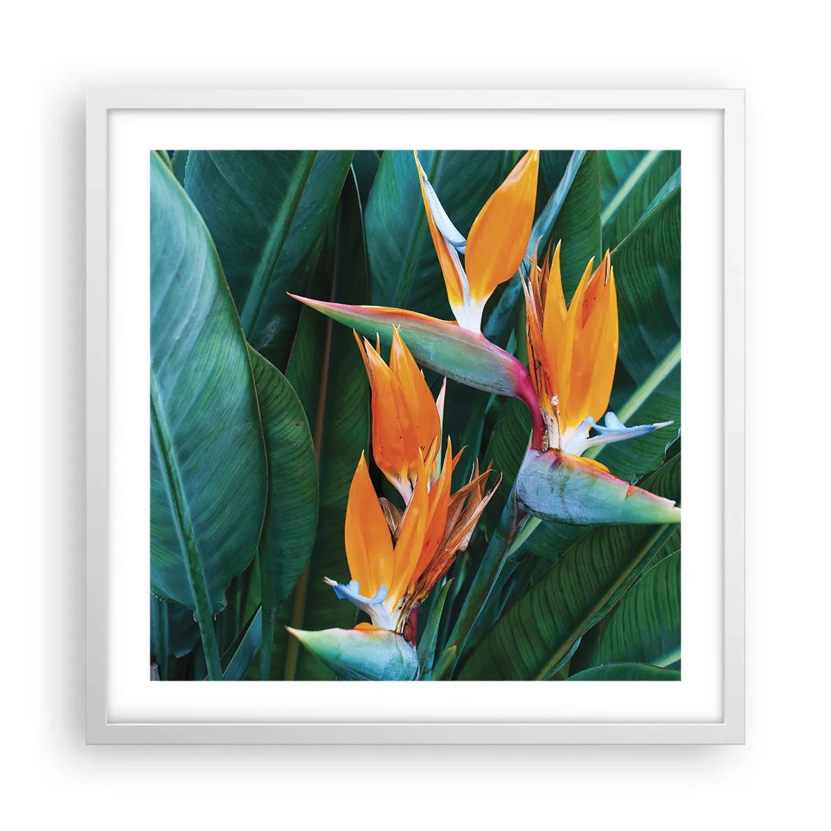 Plakát v bílém rámu - Je to květina, nebo pták? - 50x50 cm