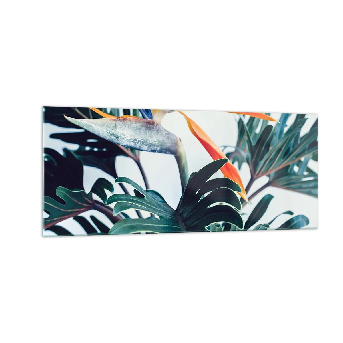 Obraz na skle - Ptákeř - 100x40 cm