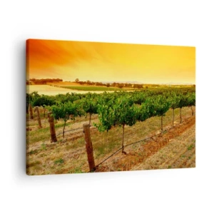 Obraz na plátně - Vinice na plantáži při zlatavém západu slunce - 70x50cm - Napít se slunce - Moderní nástěnná dekorace do obývacího pokoje a ložnice ARTTOR