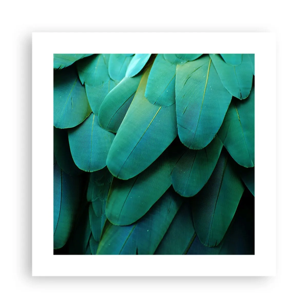 Plakát - Přesnost papouščí povahy - 40x40 cm