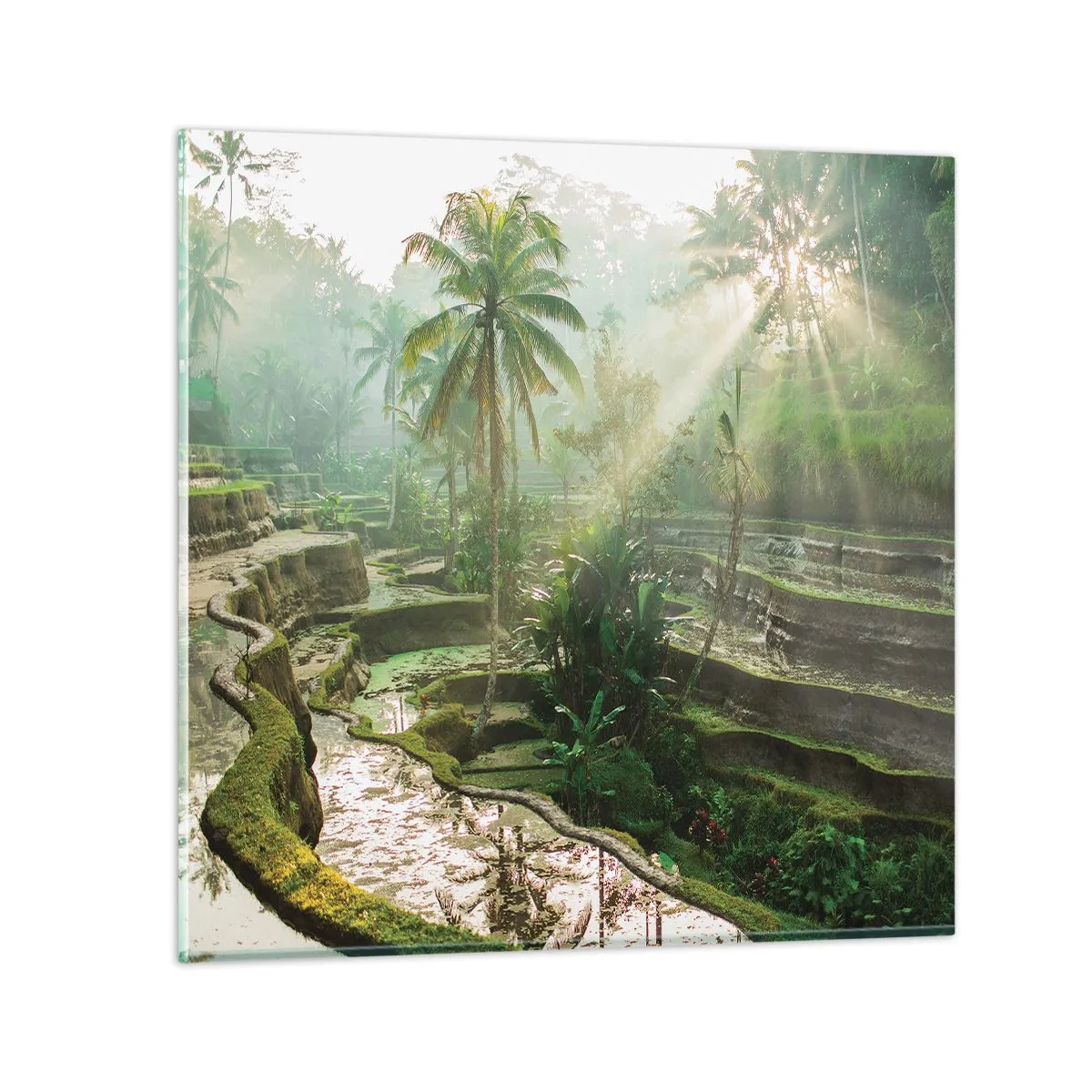 Obraz na skle - Vyrůstát na slunci - 40x40 cm