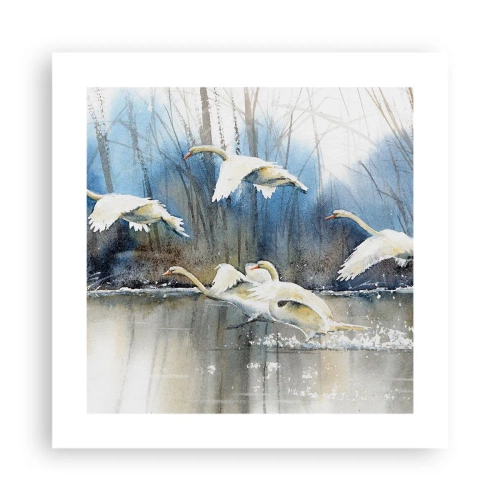Plakát - Jako v povídce o divokých labutích - 40x40 cm