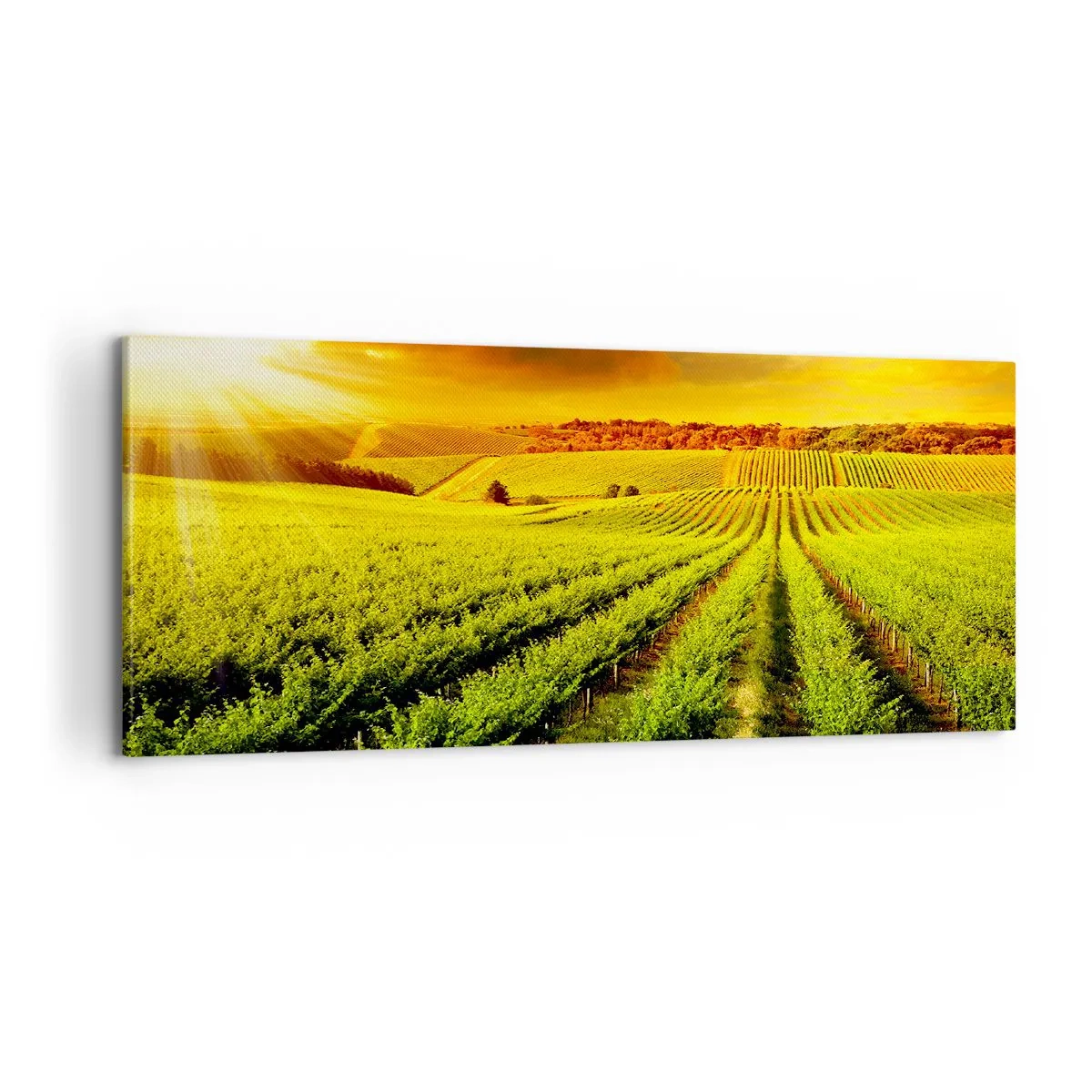 Obraz na plátně - Pod australským sluncem - 100x40 cm