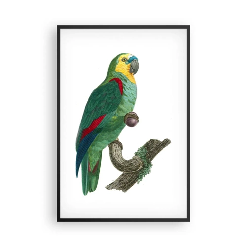 Plakát v černém rámu - Portrét papouška - 61x91 cm