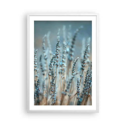 Plakát v bílém rámu - Voňavý lán - 50x70 cm