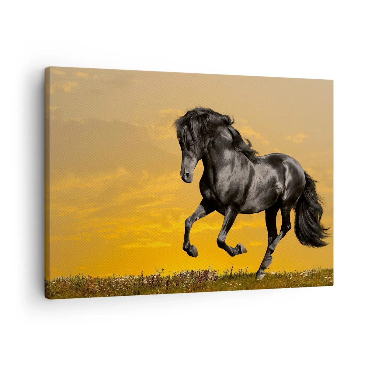 Obraz na plátně - Černý kůň cválá na pozadí zlatého západu slunce. - 70x50cm - Krásný, svobodný a divoký - Moderní nástěnná dekorace do obývacího pokoje a ložnice ARTTOR