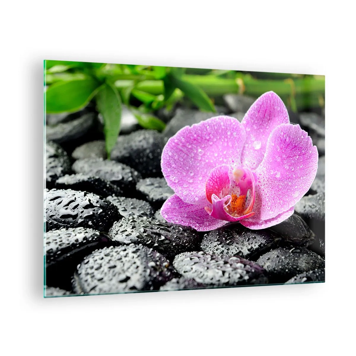Obraz na skle - Růžový květ orchideje na mokrých černých kamenech - 70x50cm - Jako otevřené srdce - Moderní nástěnná dekorace do obývacího pokoje a ložnice ARTTOR