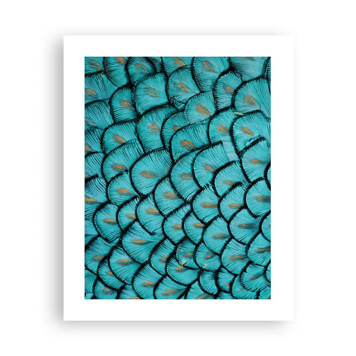 Plakát - Velká slavnost peří - 40x50 cm