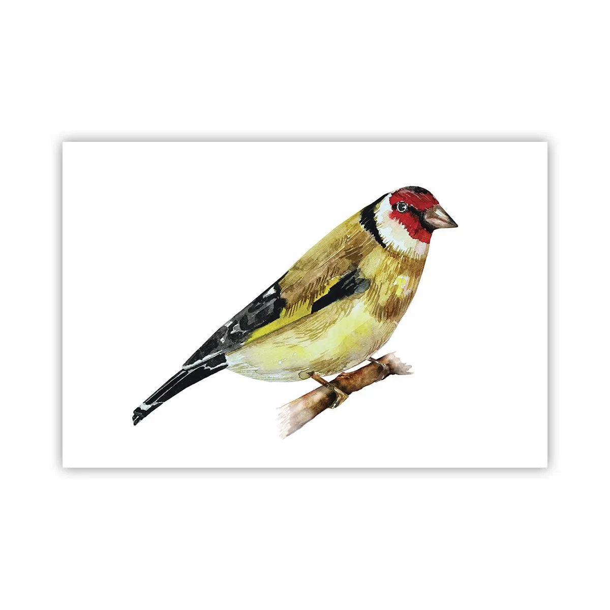 Plakát - Ptáčí portrét - 91x61 cm