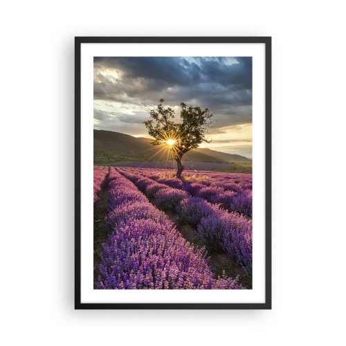 Plakát v černém rámu - Levandulové pole s osamělým stromem a západem slunce - 50x70cm - Aroma v barvě lila - Moderní nástěnná dekorace do obývacího pokoje a ložnice ARTTOR