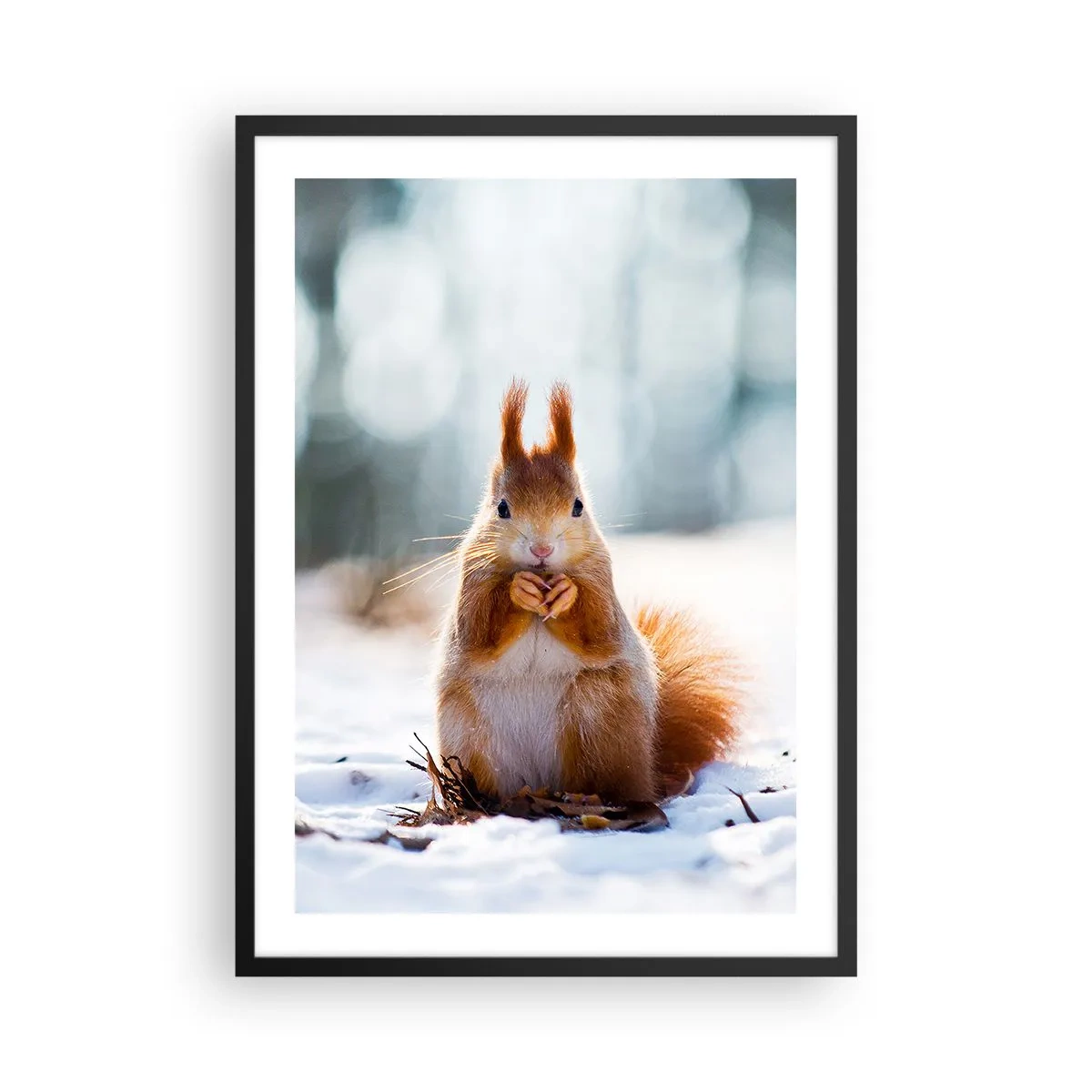 Plakát v černém rámu - Veverka ve sněhu v zimním lese - 50x70cm - Co se tak díváš? - Moderní nástěnná dekorace do obývacího pokoje a ložnice ARTTOR