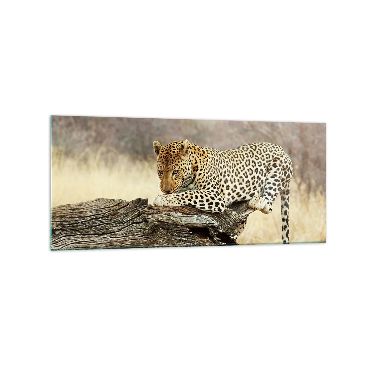 Obraz na skle - Chodím vlastními cestami - 120x50 cm