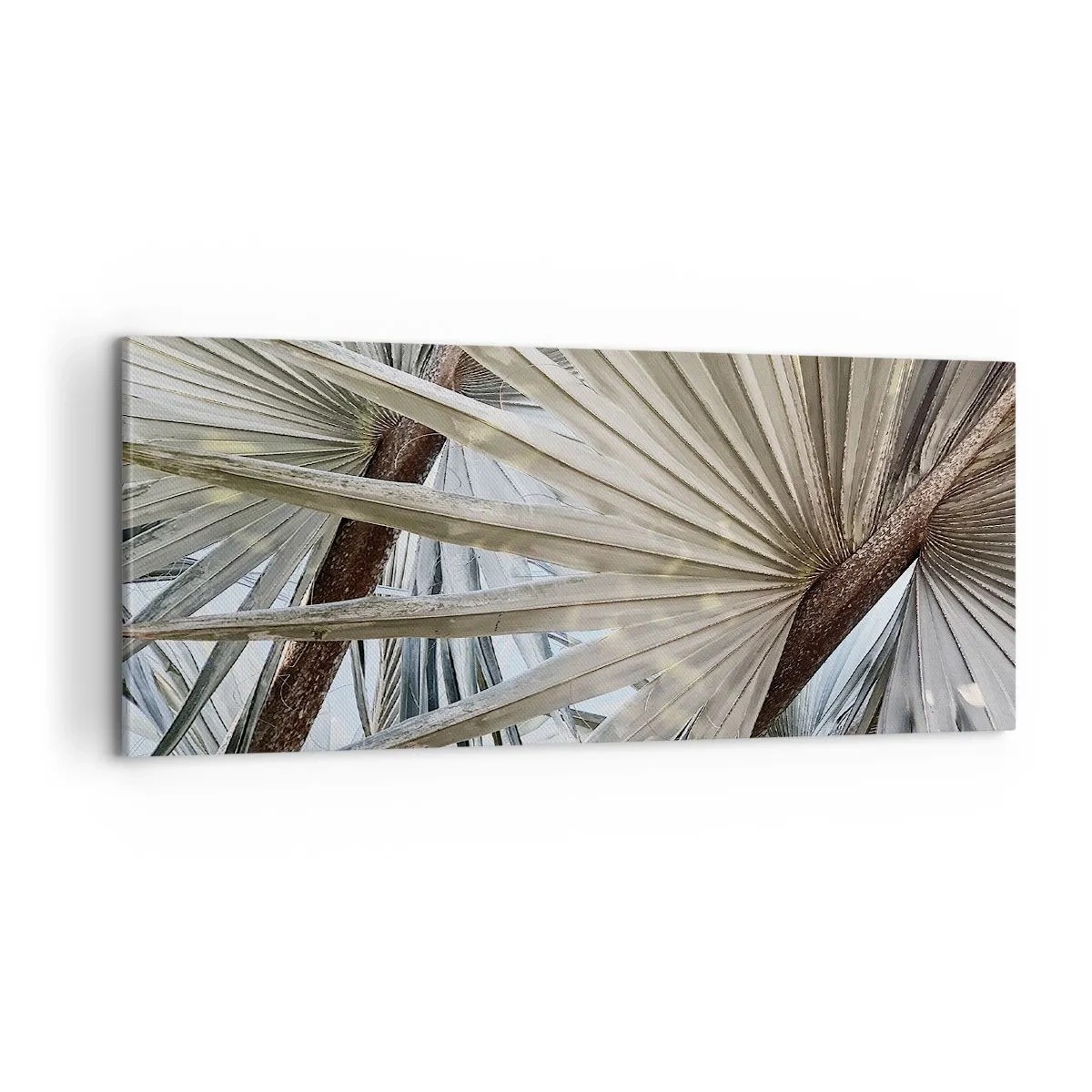 Obraz na plátně - Vějíře v tropech - 100x40 cm