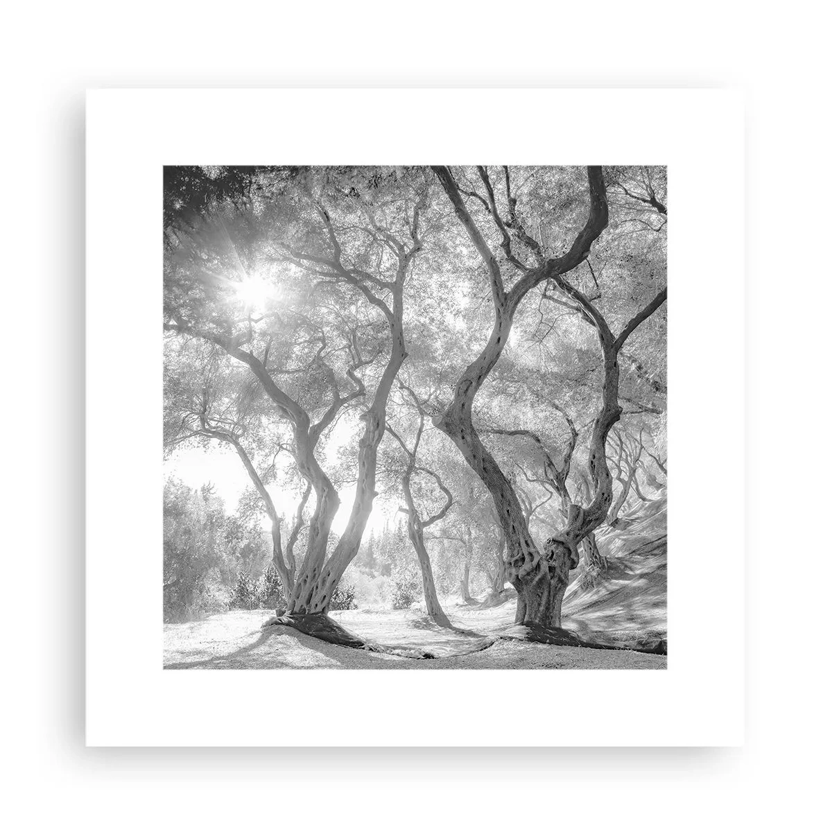 Plakát - V olivovém háji - 30x30 cm