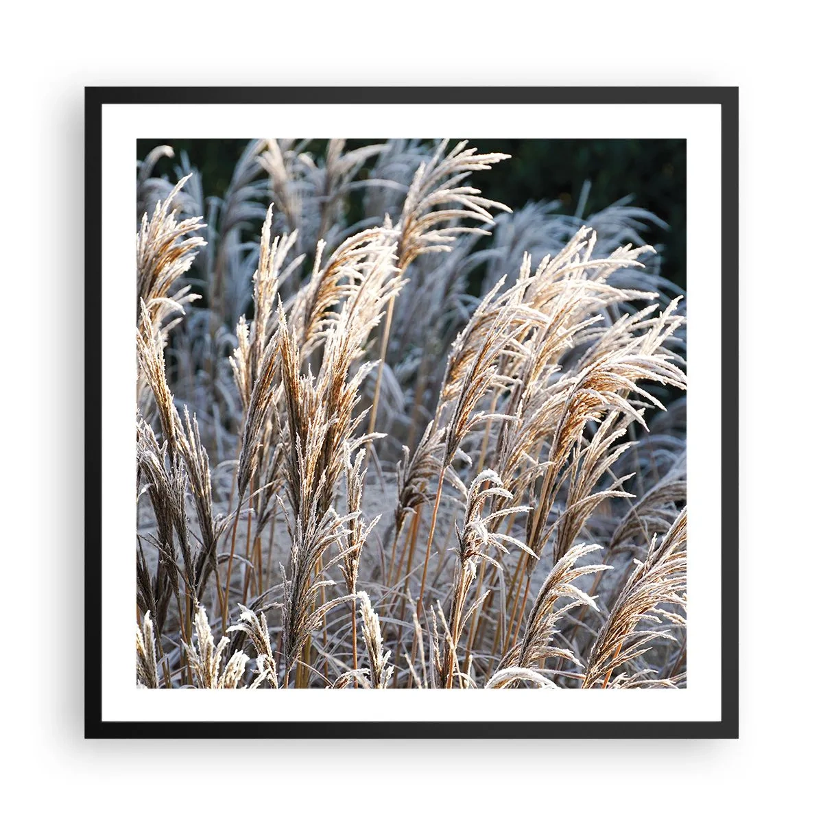 Plakát v černém rámu - Mrazem pokryté - 60x60 cm