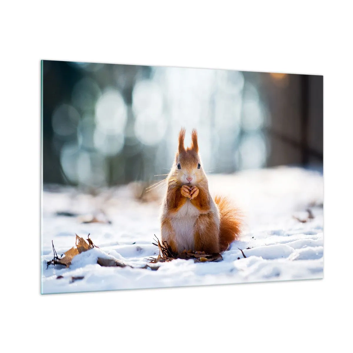 Obraz na skle - Co se tak díváš? - 100x70 cm