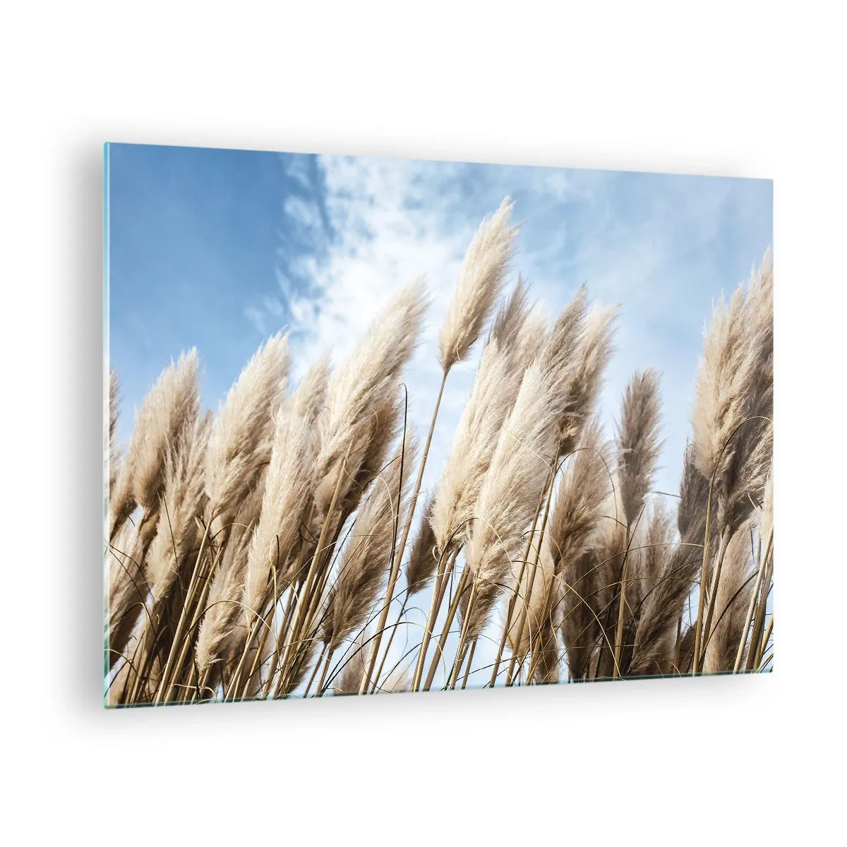 Obraz na skle - Dekorativní pampové trávy proti modré obloze - 70x50cm - Slunečné a větrné pohlazení - Moderní nástěnná dekorace do obývacího pokoje a ložnice ARTTOR