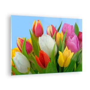 Obraz na skle - Barevné tulipány pokryté kapkami rosy na modrém pozadí - 70x50cm - Květinová duha v kapkách rosy - Moderní nástěnná dekorace do obývacího pokoje a ložnice ARTTOR