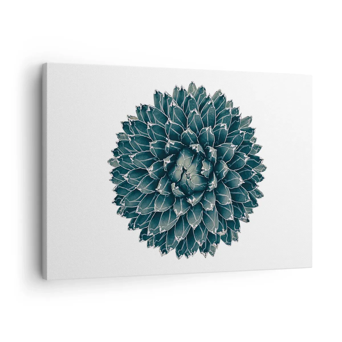 Obraz na plátně - Symetrická sukulentní rostlina na bílém pozadí - 70x50cm - Hvězda pouště - Moderní nástěnná dekorace do obývacího pokoje a ložnice ARTTOR