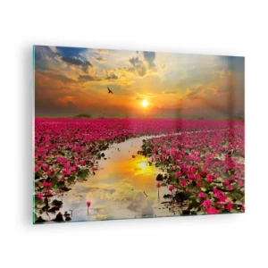 Obraz na skle - Růžové lekníny na jezeře při západu slunce - 70x50cm - Tajemný život jezera - Moderní nástěnná dekorace do obývacího pokoje a ložnice ARTTOR