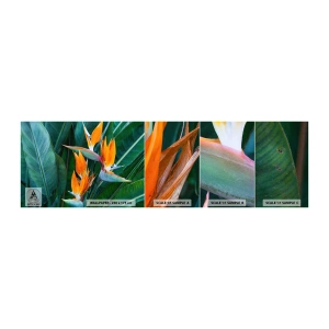 Vzor Fototapety Samolepicí Deluxe Sticker - Je to květina, nebo pták? - Královská Strelitzia, Květ, Afrika - 100x30 cm