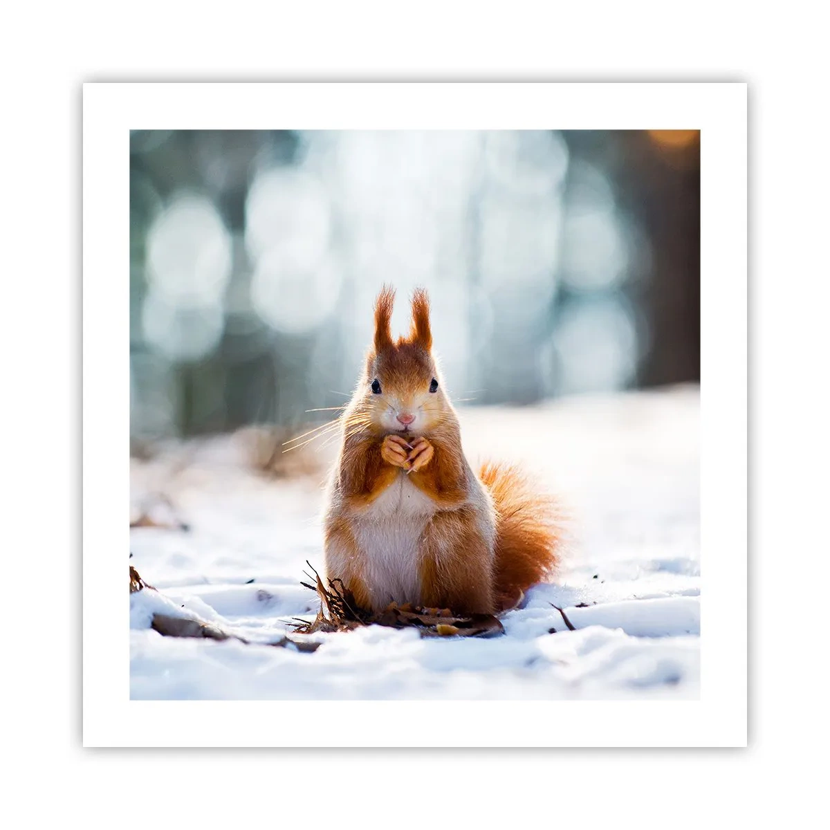 Plakát - Co se tak díváš? - 50x50 cm