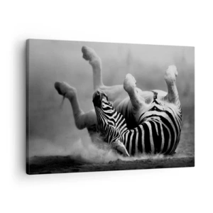 Obraz na plátně - Černá a bílá zebra se válí v písku - 70x50cm - Je to k popukání - Moderní nástěnná dekorace do obývacího pokoje a ložnice ARTTOR