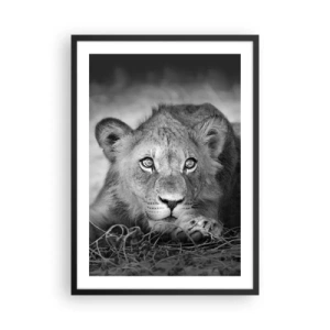 Plakát v černém rámu - Mladý lev v monochromatických tónech - 50x70cm - Královské štěně - Moderní nástěnná dekorace do obývacího pokoje a ložnice ARTTOR