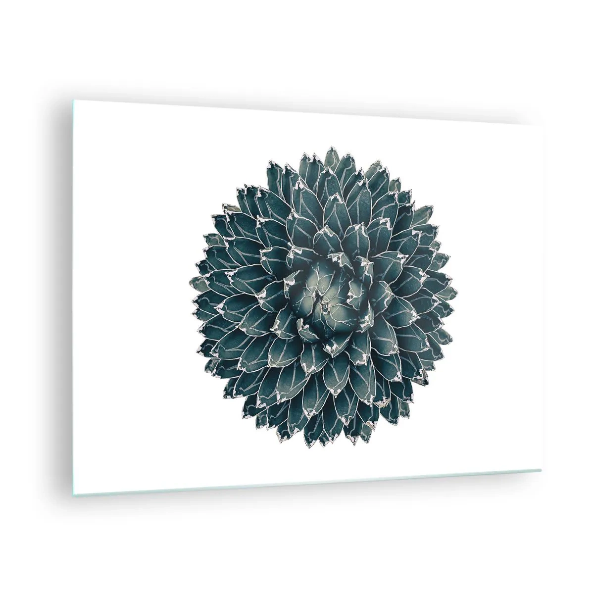 Obraz na skle - Symetrický vzor sukulentní rostliny na bílém pozadí - 70x50cm - Hvězda pouště - Moderní nástěnná dekorace do obývacího pokoje a ložnice ARTTOR