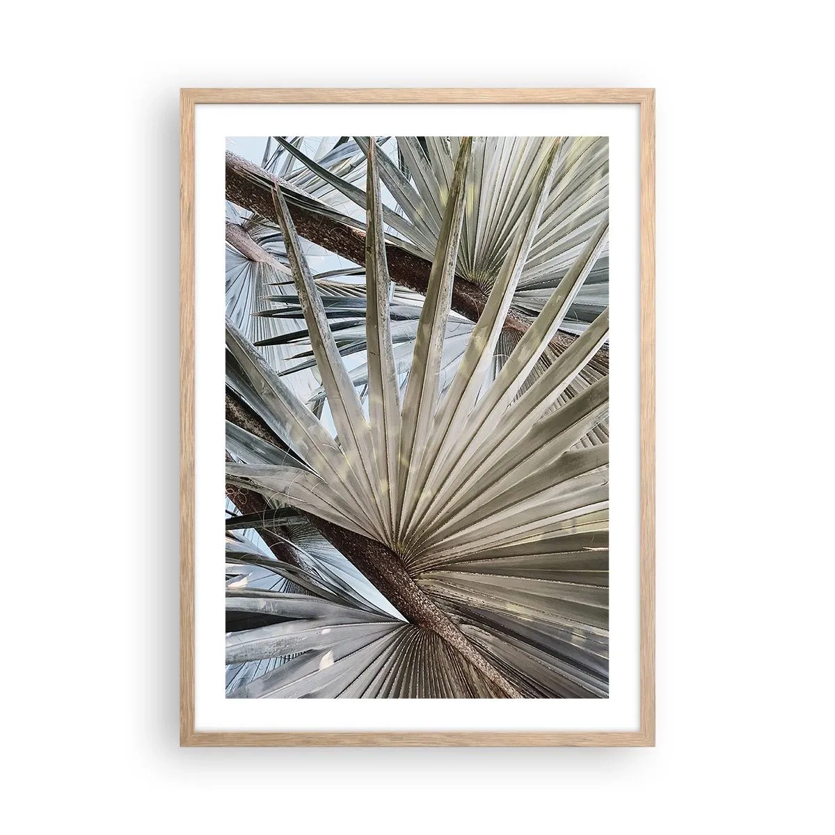 Plakát v rámu světlý dub - Vějíře v tropech - 50x70 cm