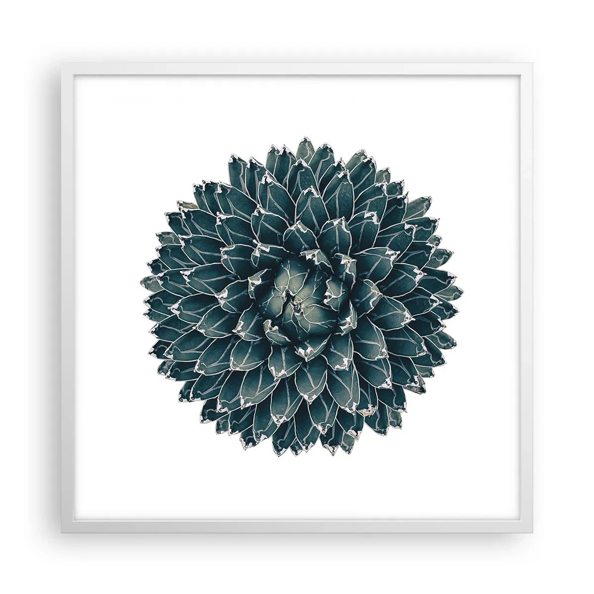 Plakát v bílém rámu - Hvězda pouště - 60x60 cm