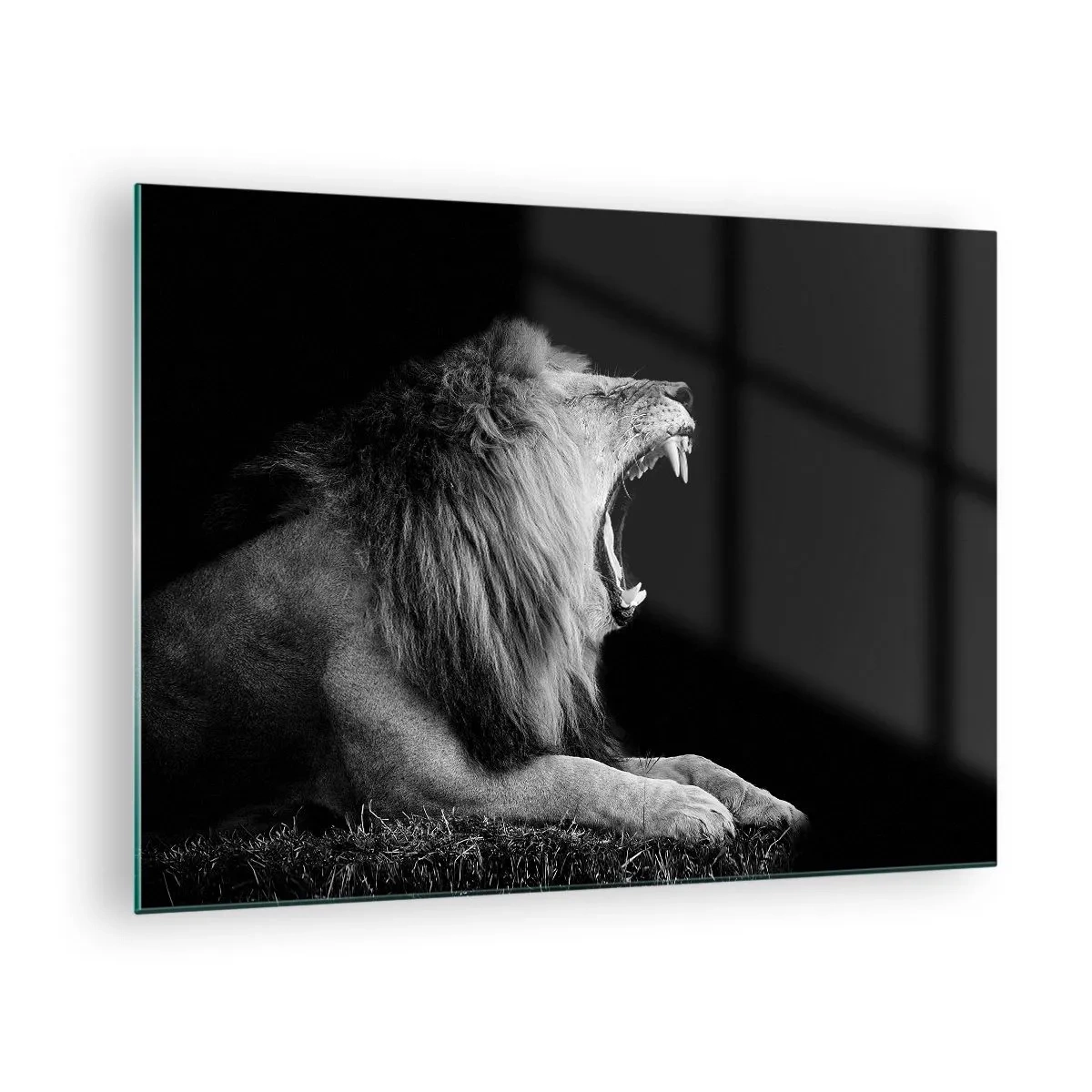 Obraz na skle - Černobílý portrét lva řvoucího proti stínu - 70x50cm - Bez nejmenších pochyb - Moderní nástěnná dekorace do obývacího pokoje a ložnice ARTTOR